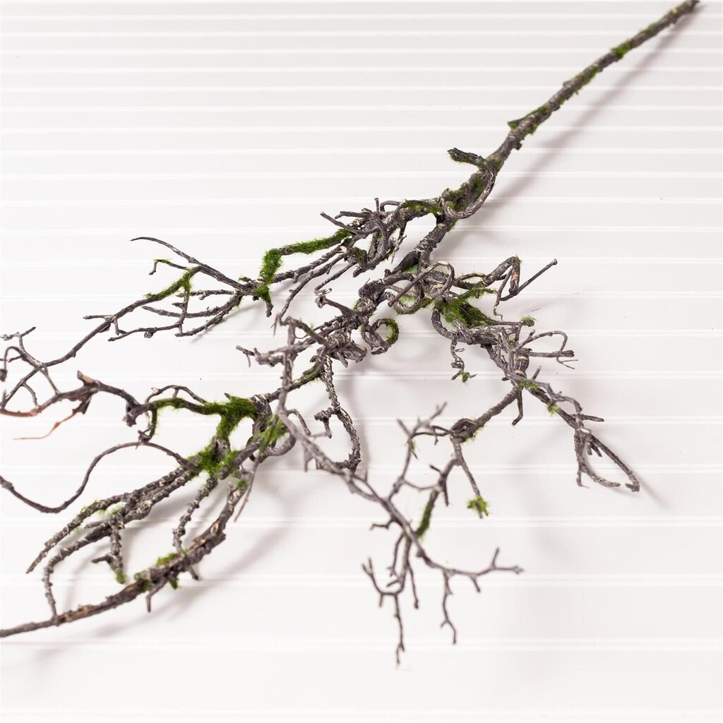 Moss Covered Branch