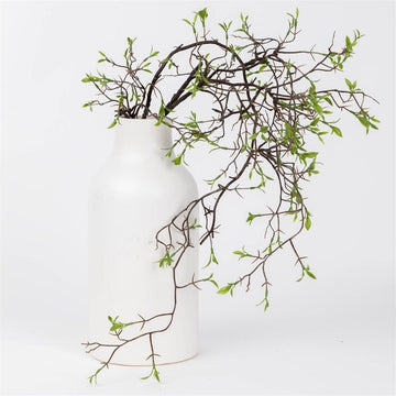Early Spring Vine Stem