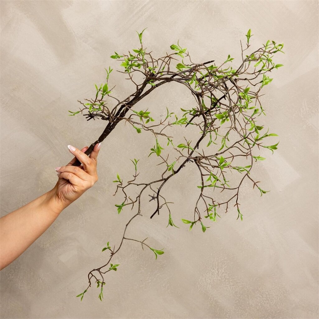 Early Spring Vine Stem