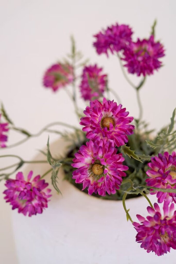 Magenta Mum Spray - 30"