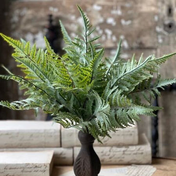 Ruffian Fern Bush - 16"