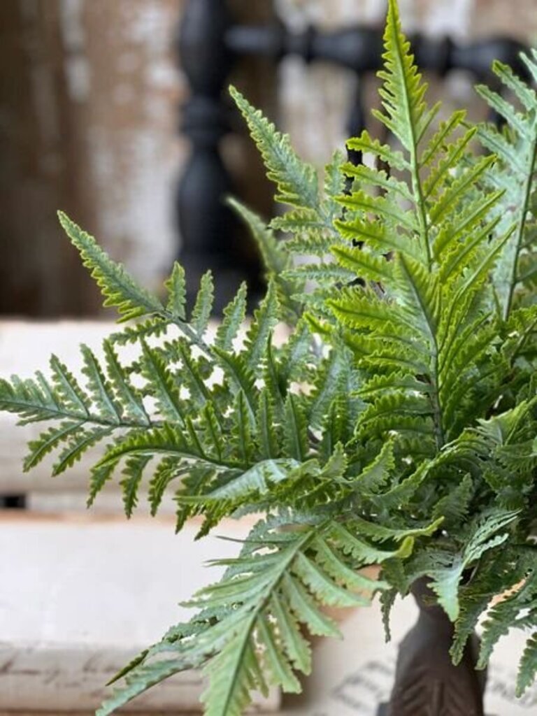 Ruffian Fern Bush - 16"