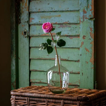 Raspberry Princess Rose - 20'