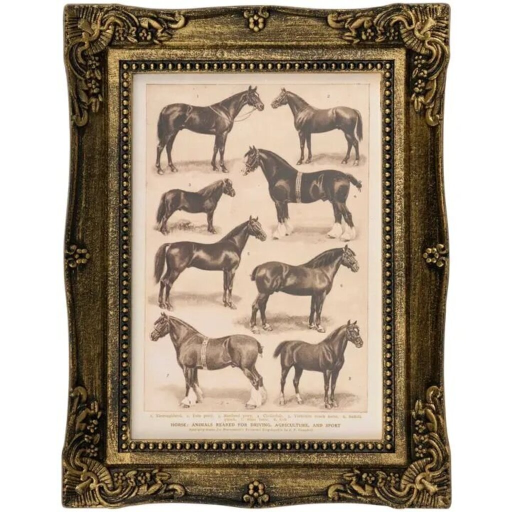 Horse Breeds Framed Wall Art