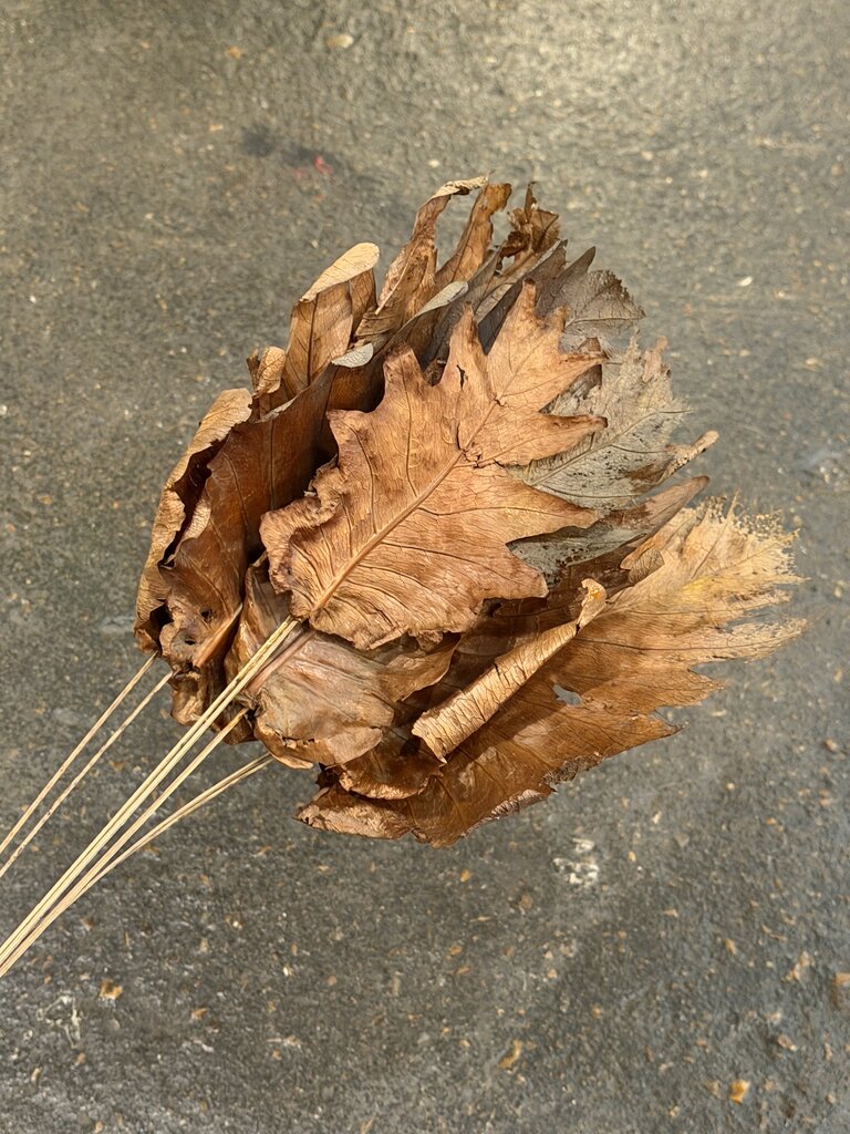 Dried Fern Leaf Bunch