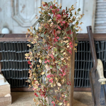 Bog Pimpernel Hanging