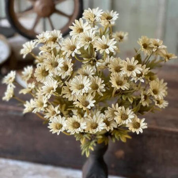 Ecru Ashdale Daisy Bush