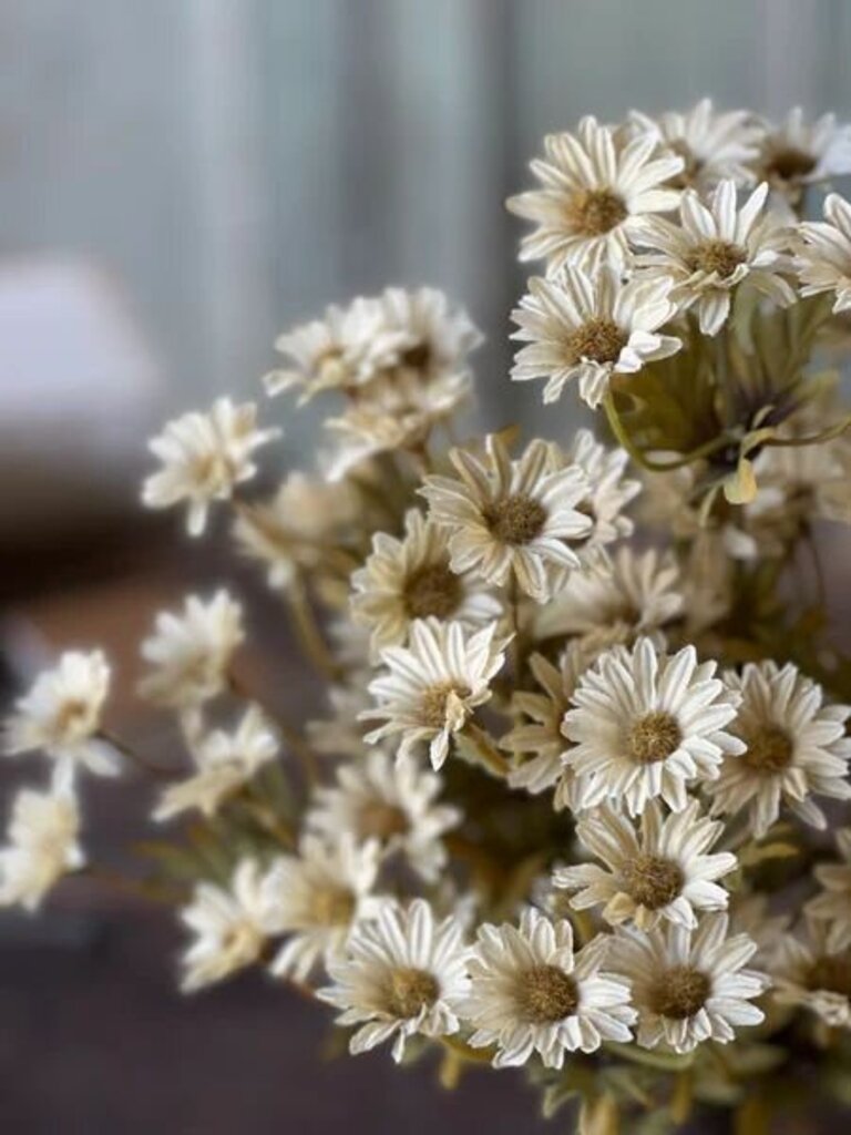 Ecru Ashdale Daisy Bush