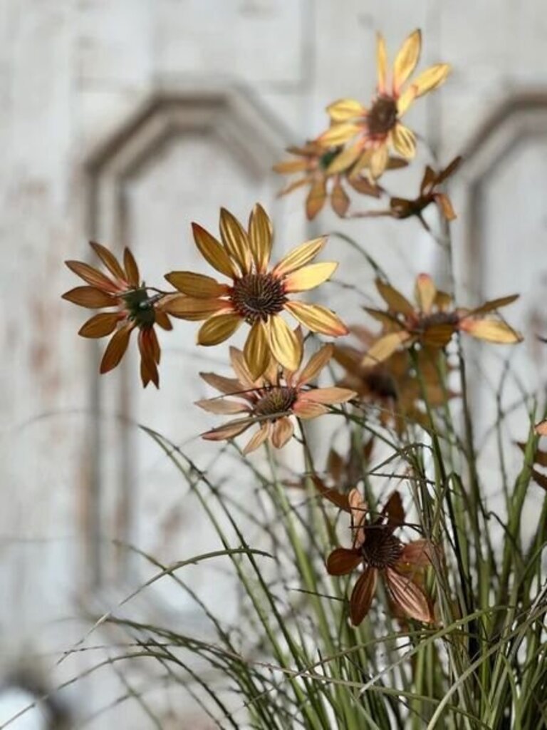 Caraway Coneflower in Pot - 31"