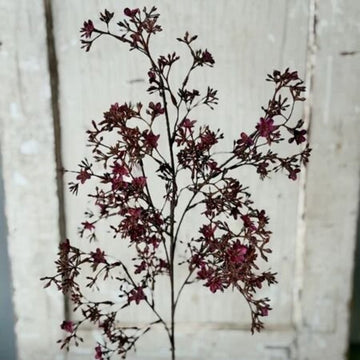 Meadowhue Blooms- Sangria