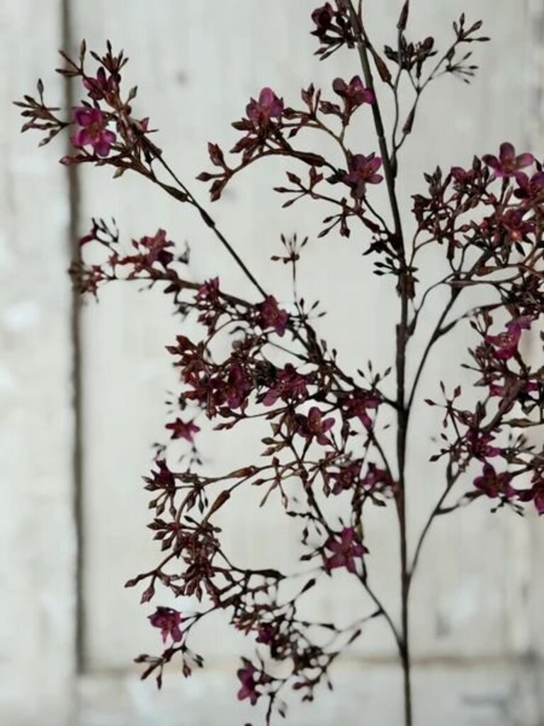 Meadowhue Blooms- Sangria
