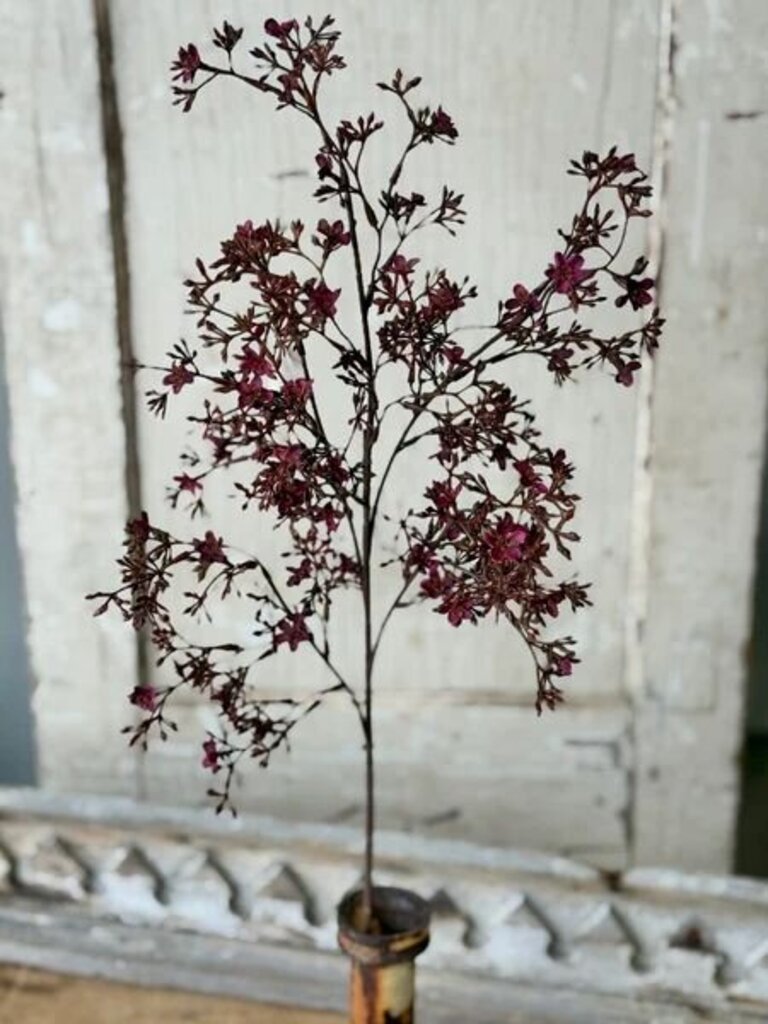 Meadowhue Blooms- Sangria