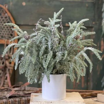 Snowdrift Norfolk Pine Pot