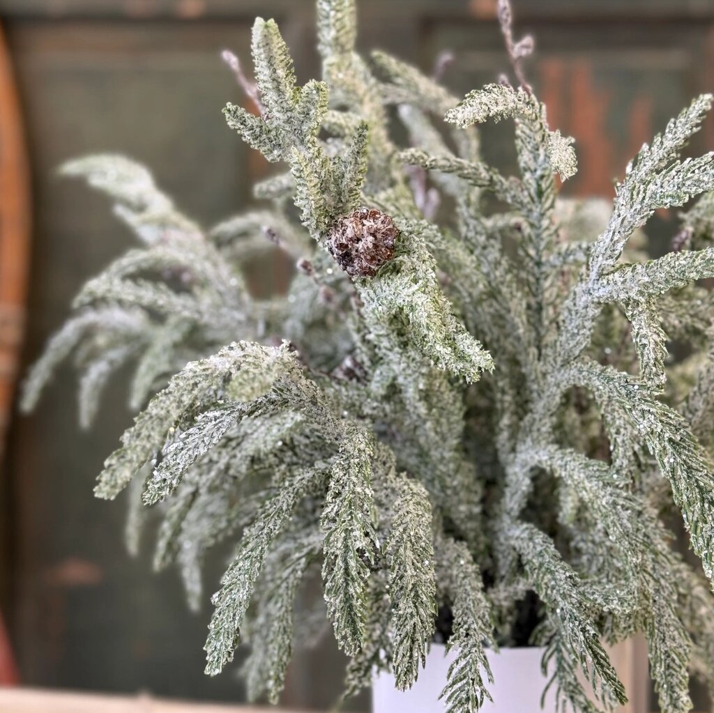 Snowdrift Norfolk Pine Pot