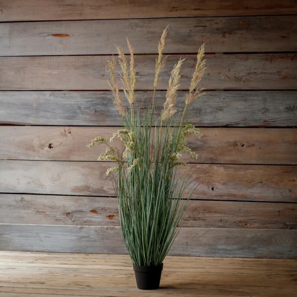 59"H Potted Johnson Grass