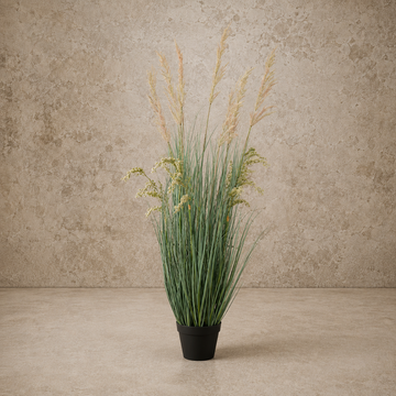 59"H Potted Johnson Grass