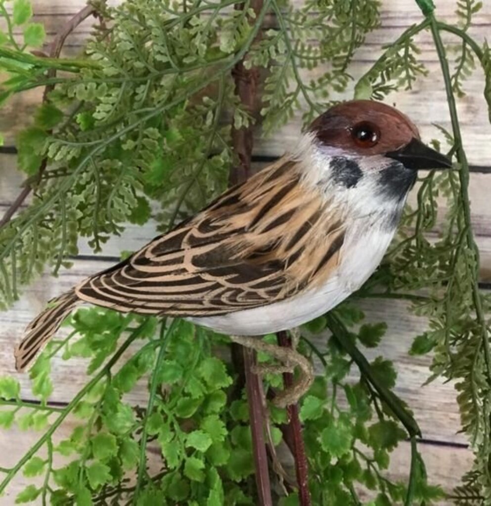 Barn Sparrow