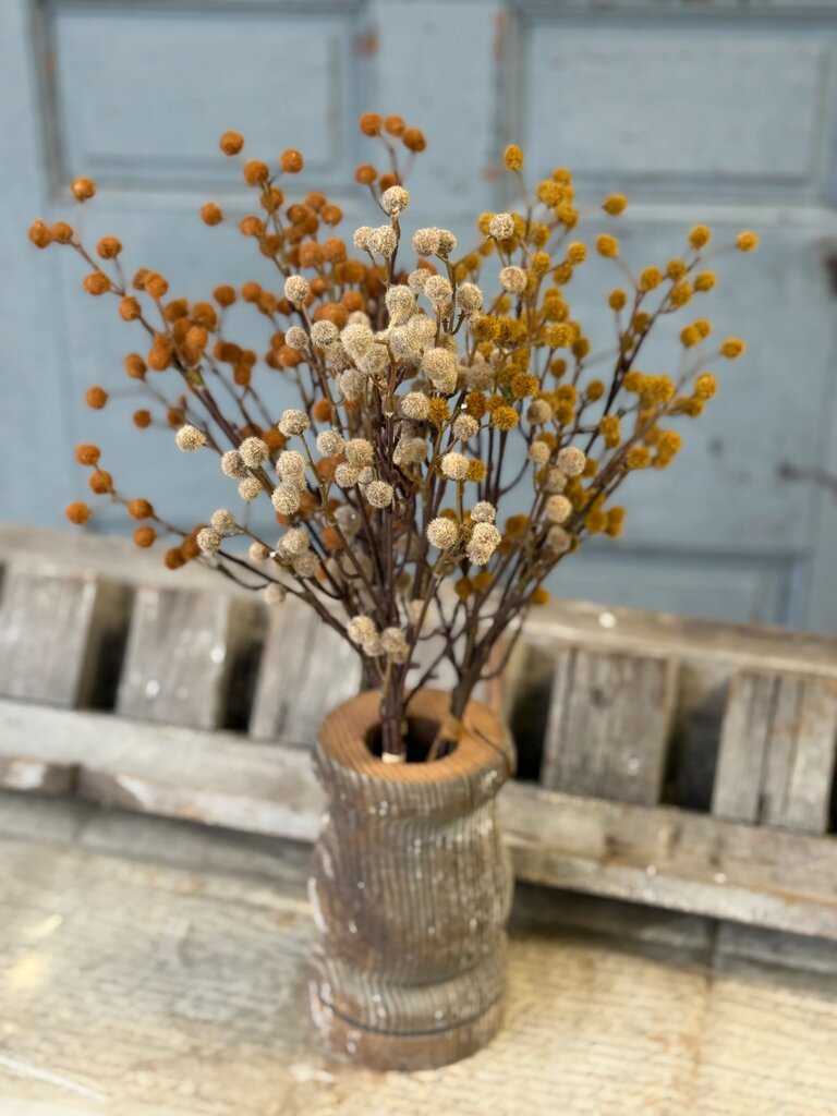 19" Winged Seeds Bundle