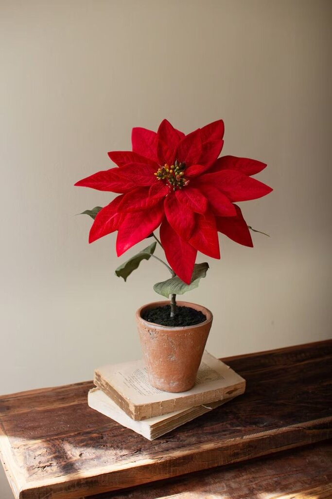Poinsettia In A Cement Pot