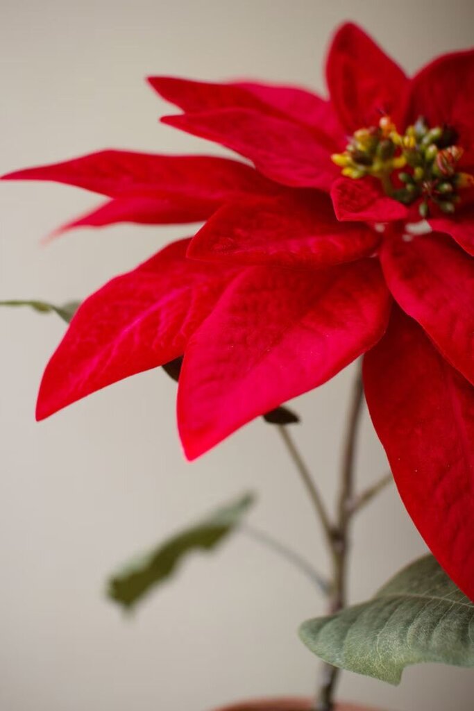 Poinsettia In A Cement Pot