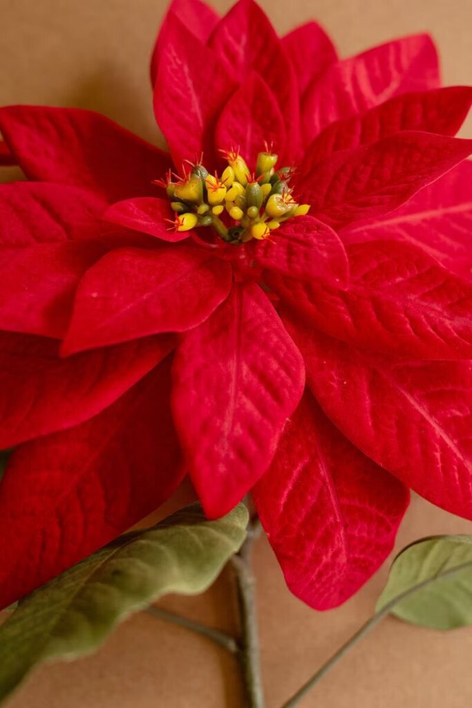 31" Poinsettia Stem