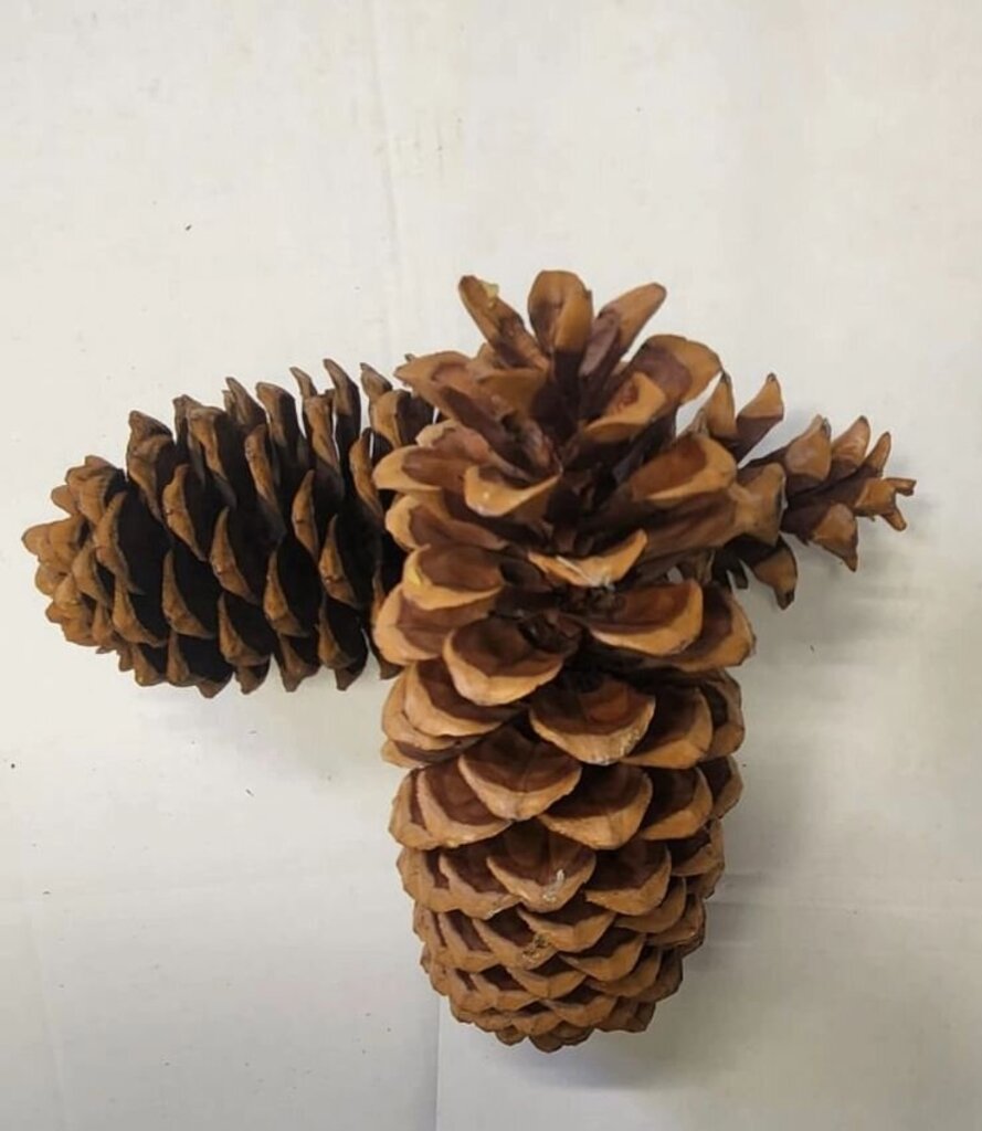 Giant Sugar Pine Cone