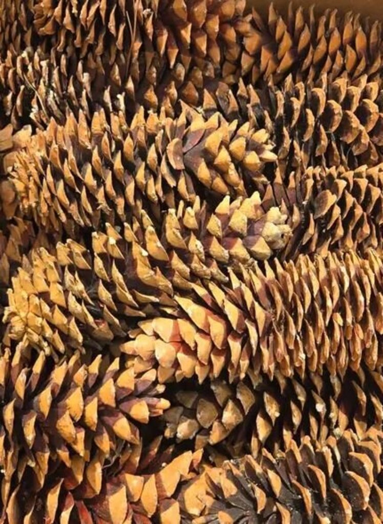 Giant Sugar Pine Cone