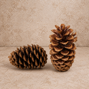 Giant Sugar Pine Cone