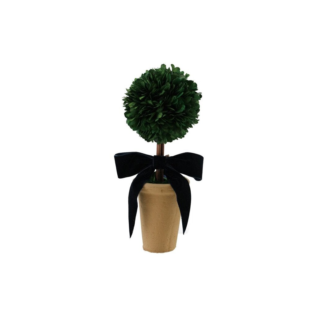 Dried Boxwood Tree In Terracotta Pot w/ Navy Velvet Bow