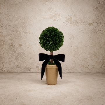 Dried Boxwood Tree In Terracotta Pot w/ Navy Velvet Bow