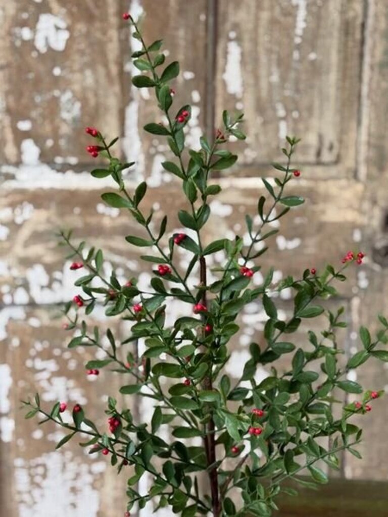 36" Sutherland Berry Spray