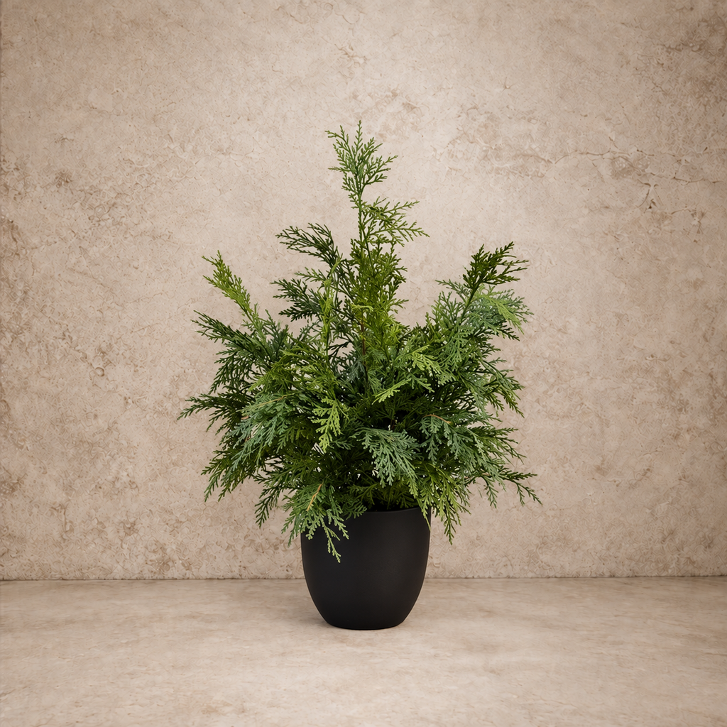 Churchill Cypress Tree