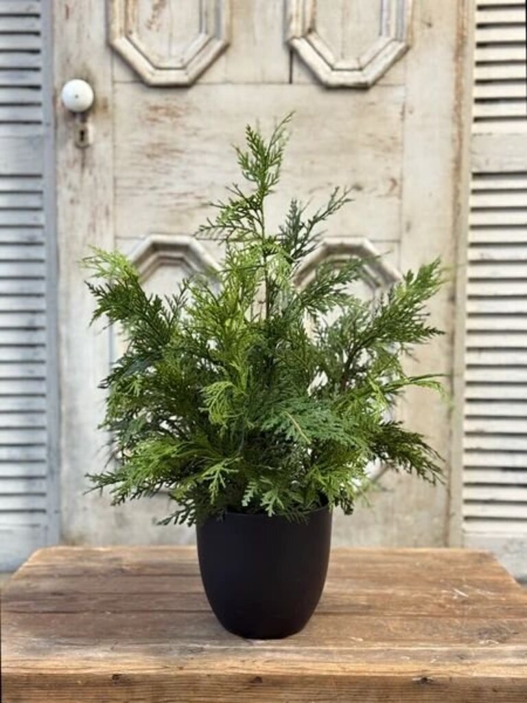 Churchill Cypress Tree
