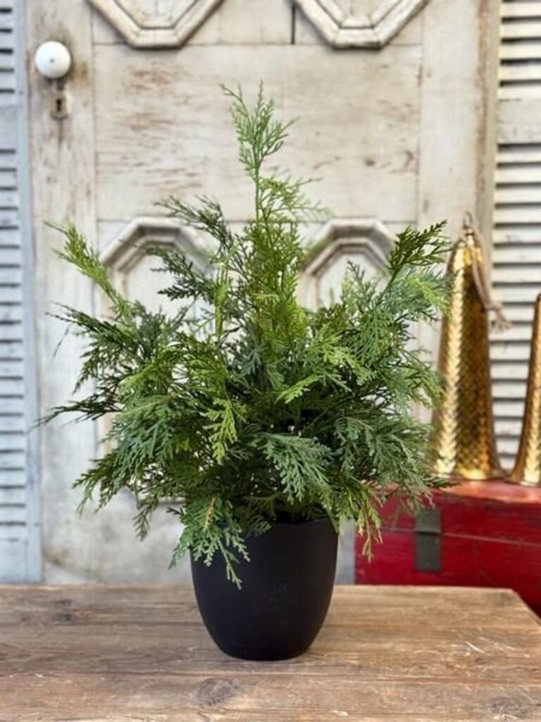 Churchill Cypress Tree