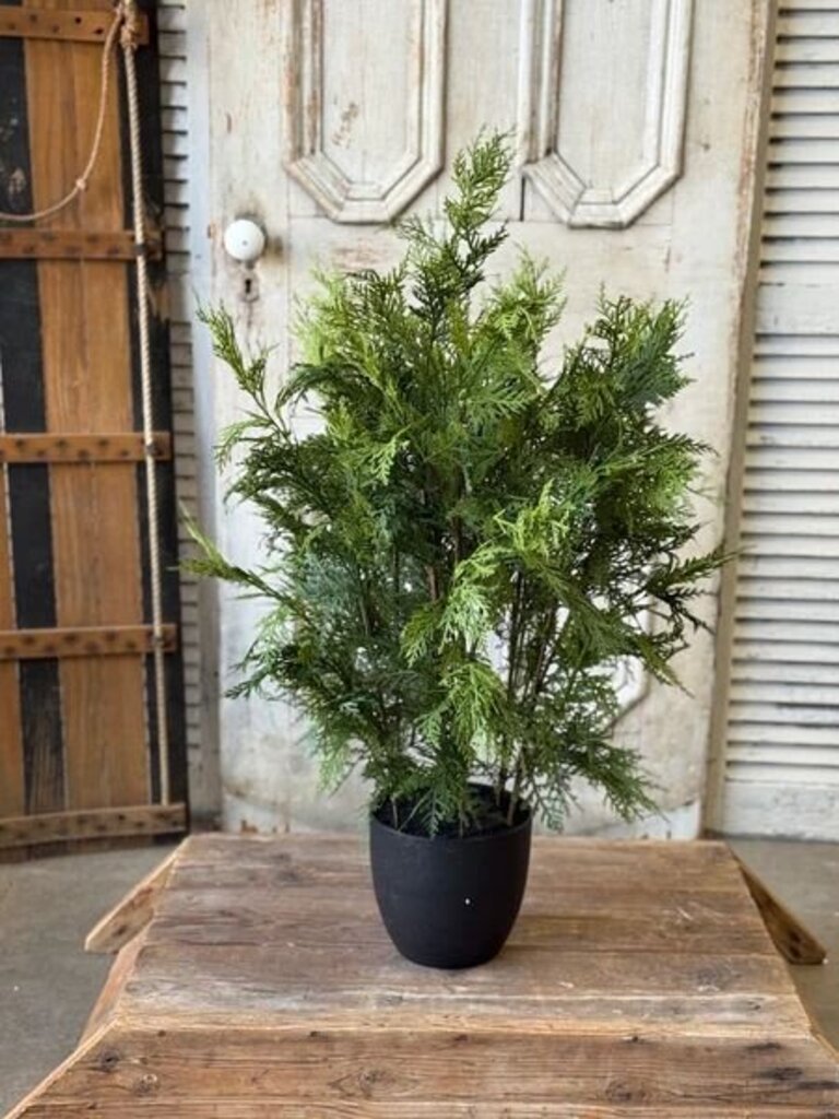 Churchill Cypress Tree