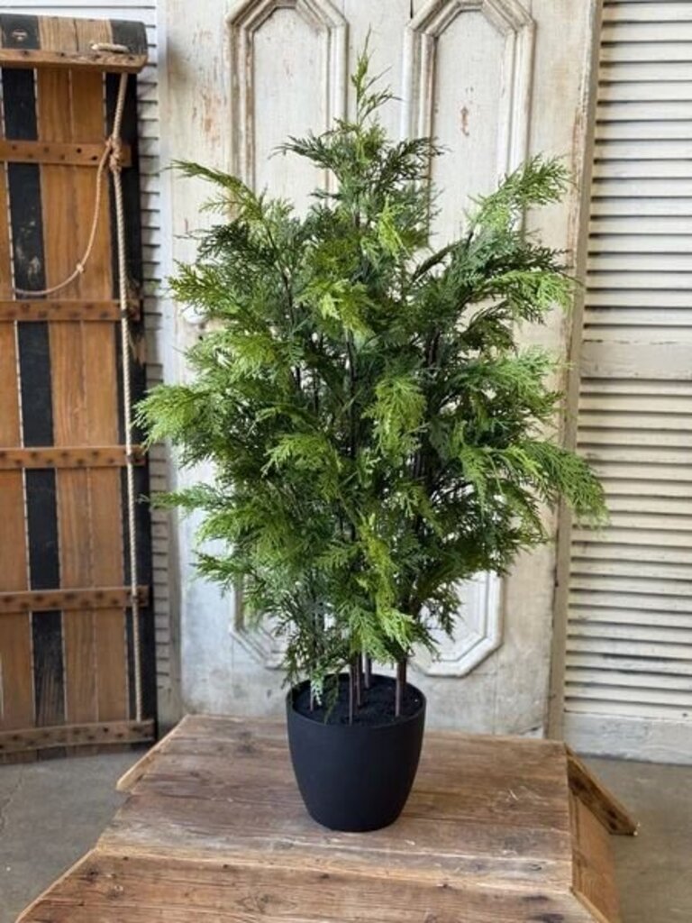Churchill Cypress Tree