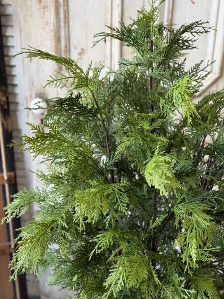 Churchill Cypress Tree