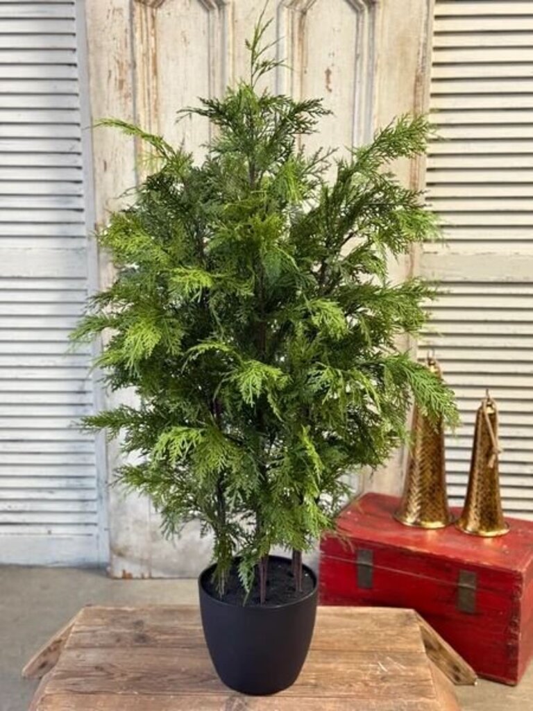 Churchill Cypress Tree