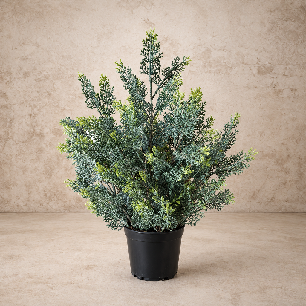 Icy Ingles Cypress Pot