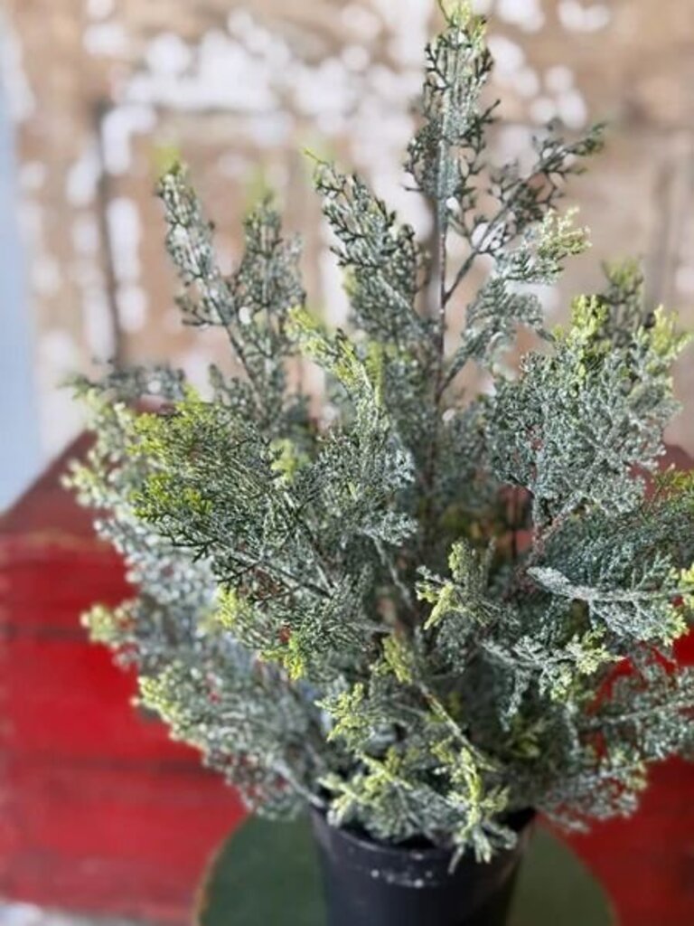 Icy Ingles Cypress Pot