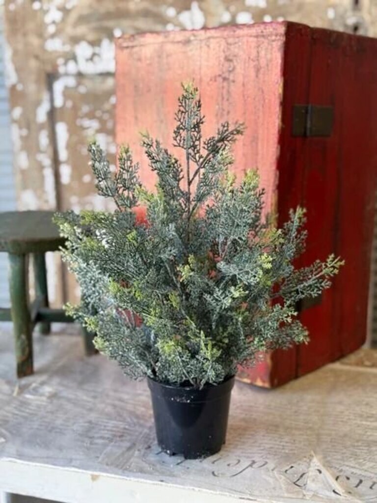 Icy Ingles Cypress Pot