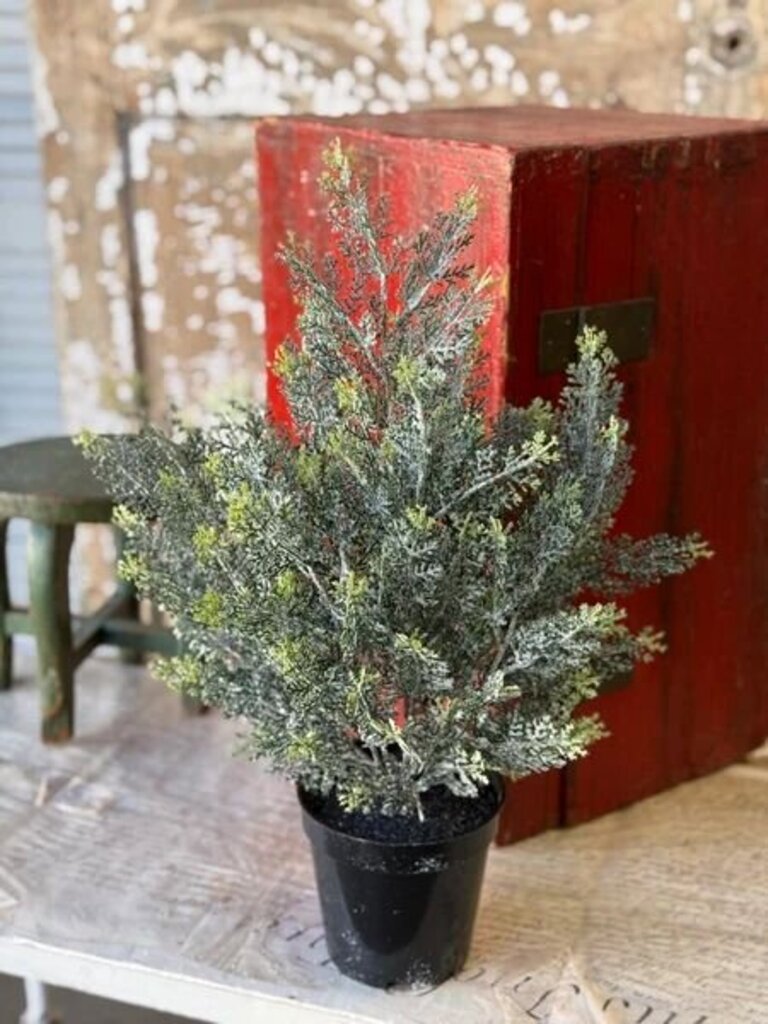 Icy Ingles Cypress Pot