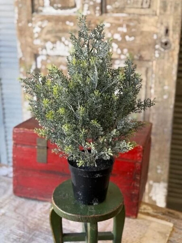 Icy Ingles Cypress Pot