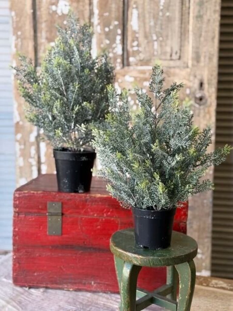 Icy Ingles Cypress Pot