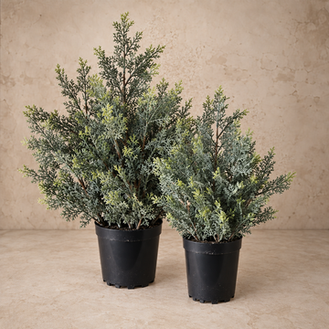 Icy Ingles Cypress Pot