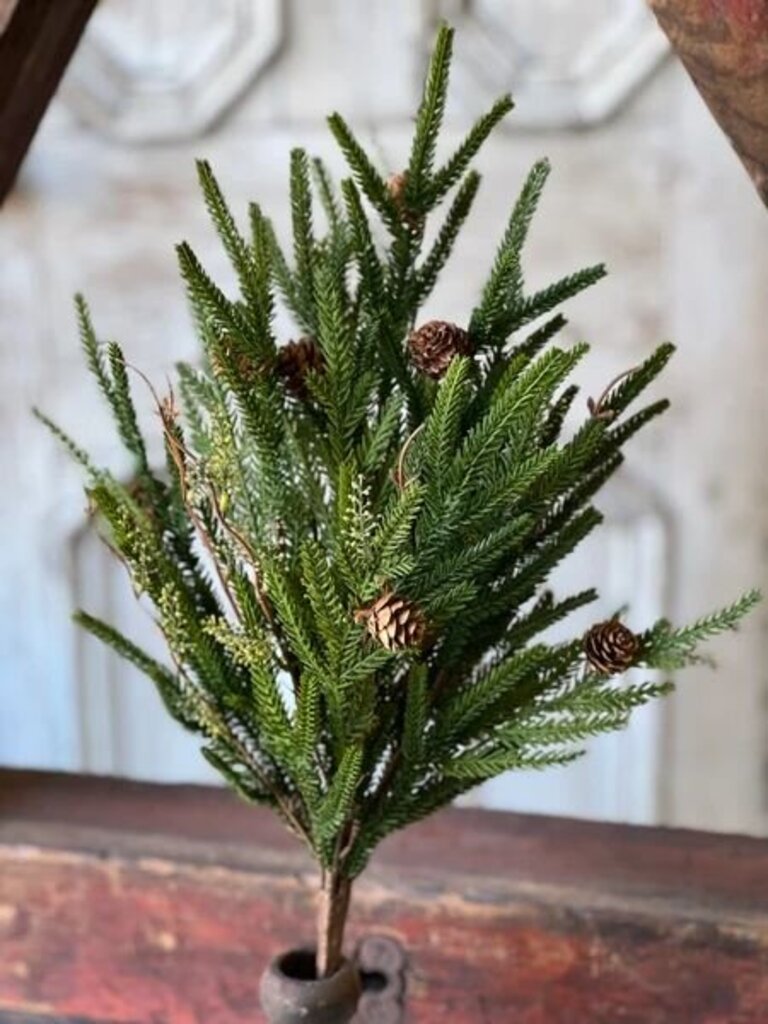 22" Pencil Pine Bush