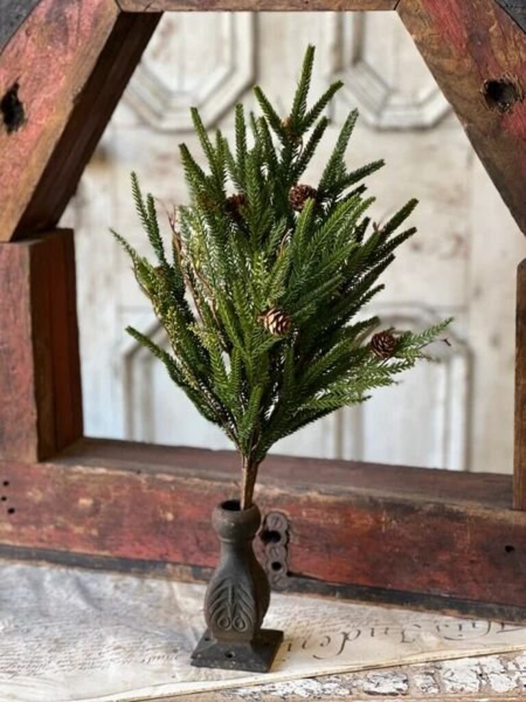 22" Pencil Pine Bush