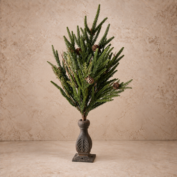 22" Pencil Pine Bush