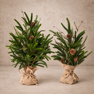Pencil Pine Tree