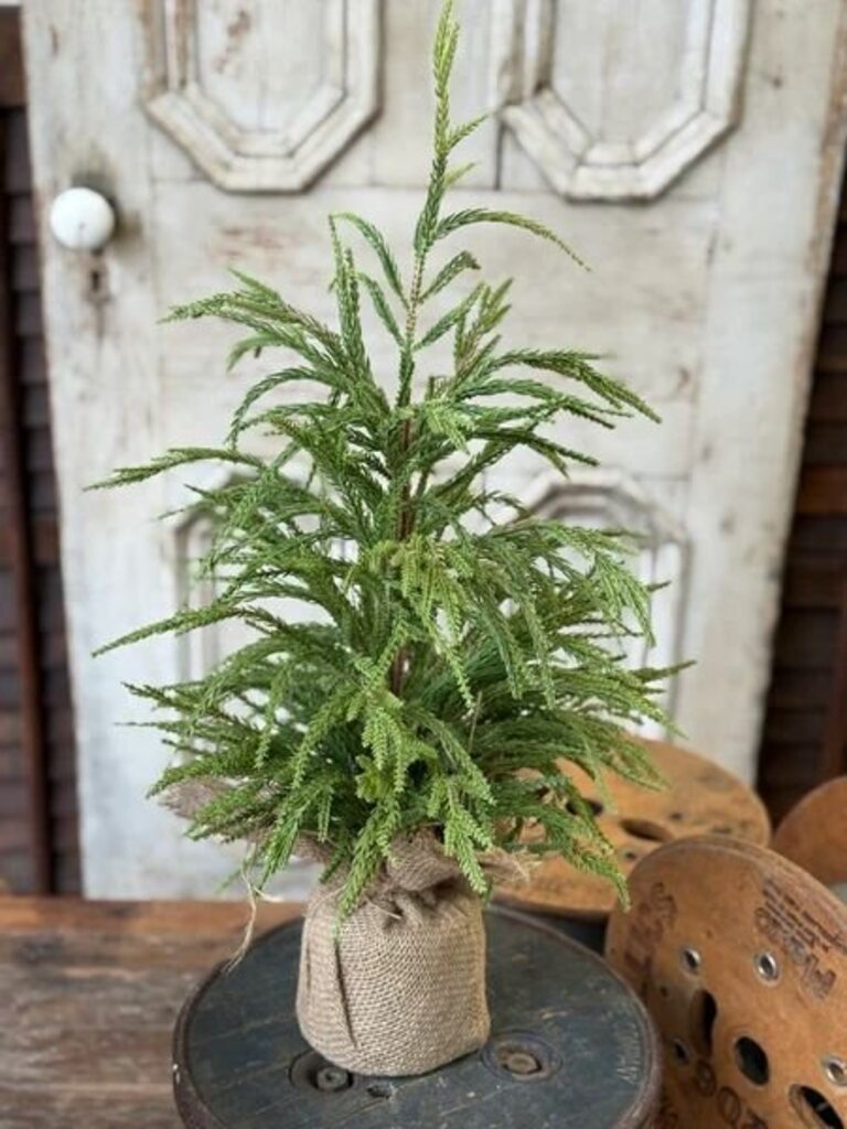 York Norfolk Pine Tree